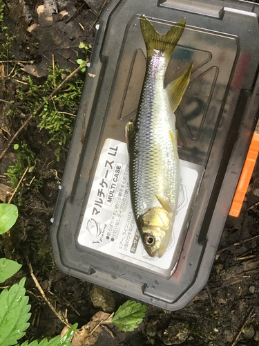 カワムツの釣果