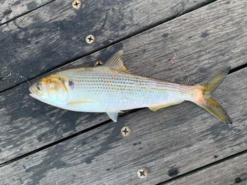 コノシロの釣果