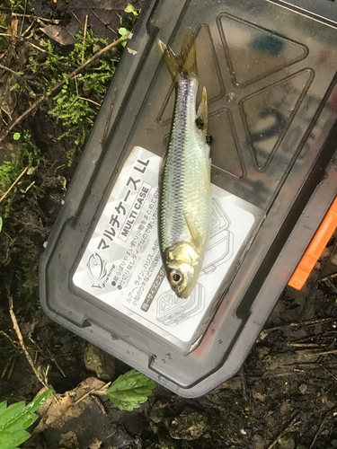 カワムツの釣果