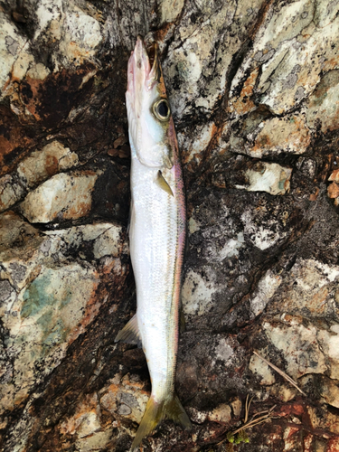 カマスの釣果