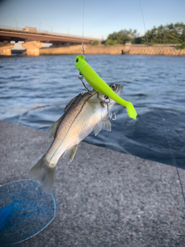 セイゴ（タイリクスズキ）の釣果