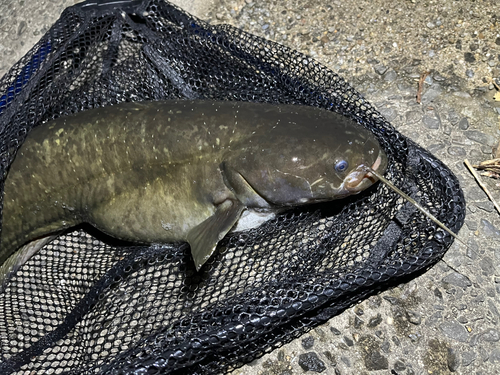 ナマズの釣果