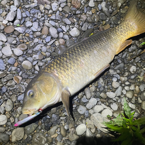 コイの釣果