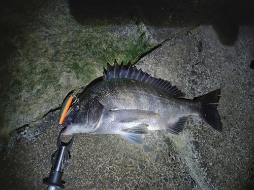 クロダイの釣果