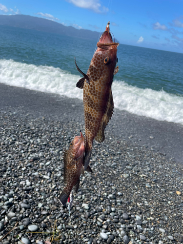 ショゴの釣果