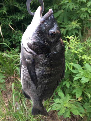 チヌの釣果