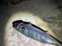 ゴマサバの釣果