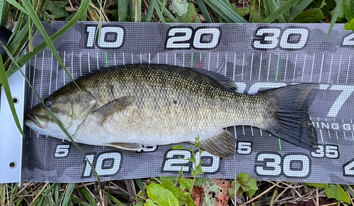 スモールマウスバスの釣果