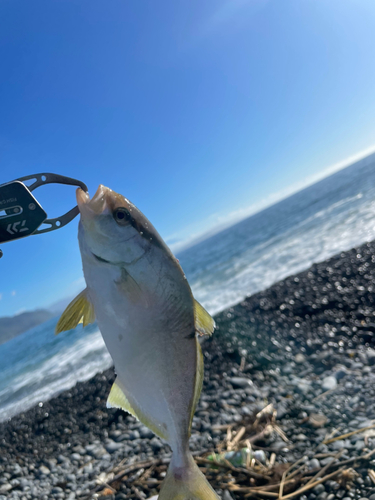 ショゴの釣果