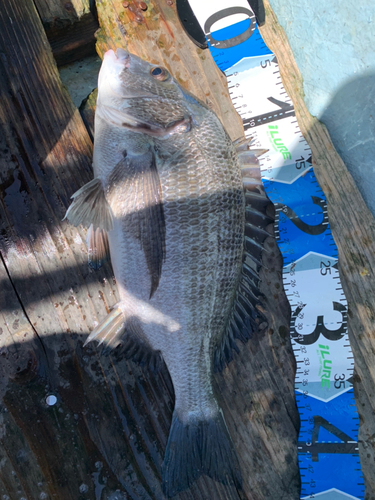 クロダイの釣果