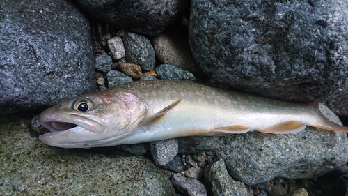 イワナの釣果