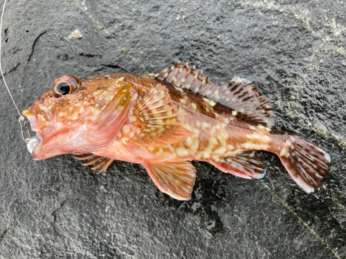 アラカブの釣果