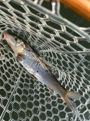 ニゴイの釣果