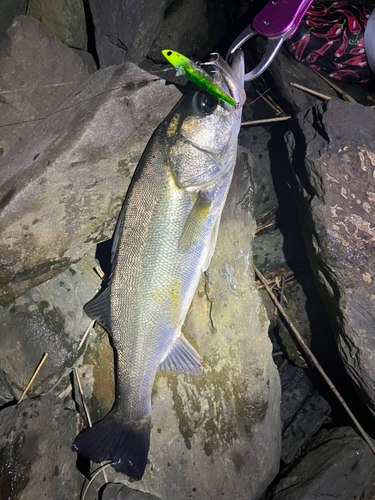 シーバスの釣果