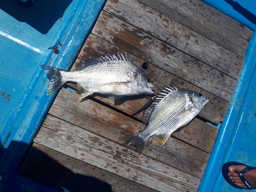 キビレの釣果