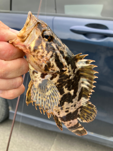 タケノコメバルの釣果