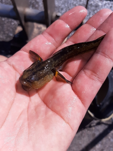 アカオビシマハゼの釣果