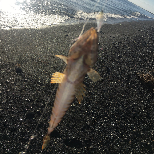 エソの釣果