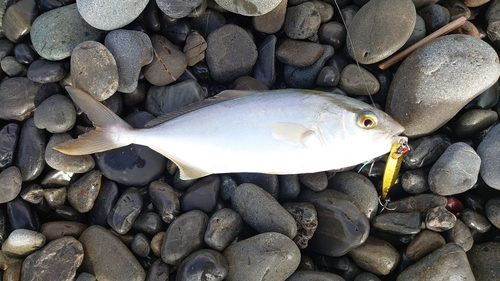 ショゴの釣果