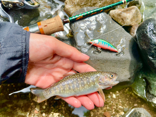 イワナの釣果