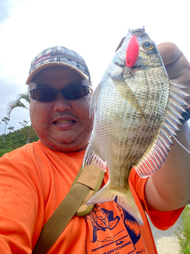 ミナミクロダイの釣果