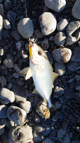 ショゴの釣果