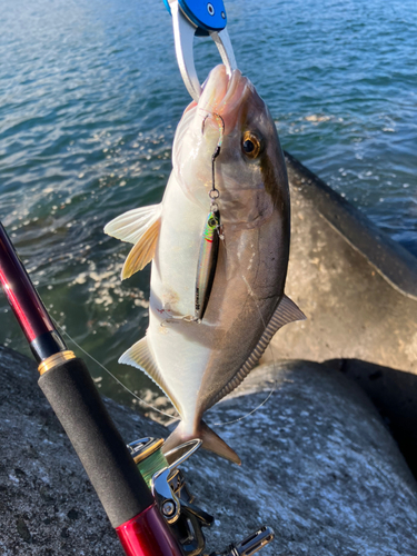 ショゴの釣果