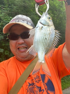 ミナミクロダイの釣果