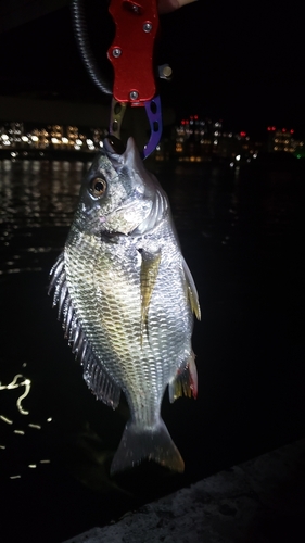 キビレの釣果