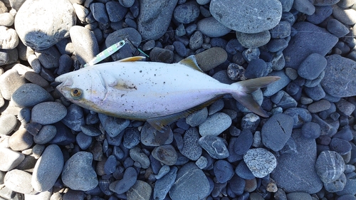 ショゴの釣果