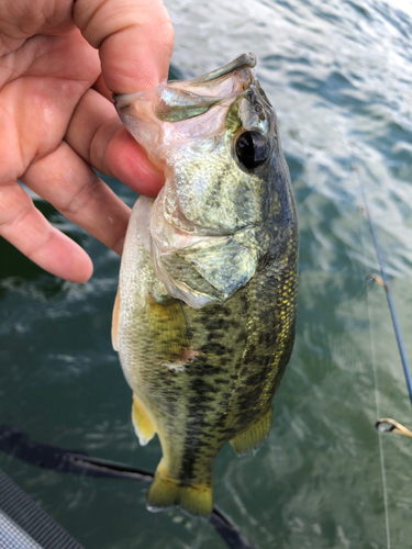 ラージマウスバスの釣果