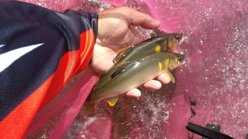 アユの釣果