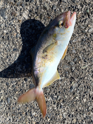 ショゴの釣果