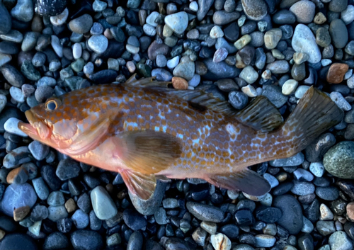 キジハタの釣果