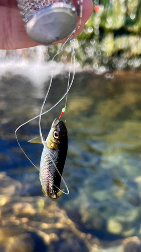 カワムツの釣果