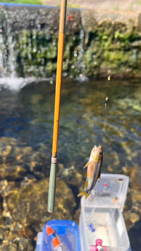 カワムツの釣果