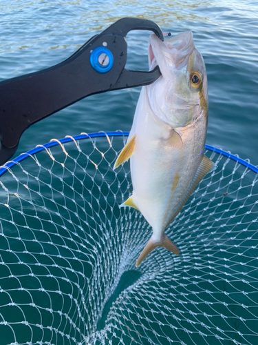 ショゴの釣果