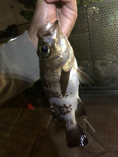 シロメバルの釣果