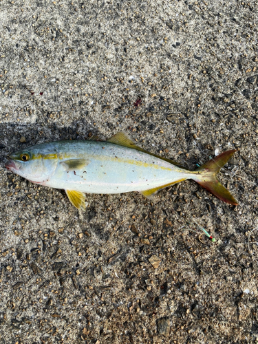 ツバスの釣果