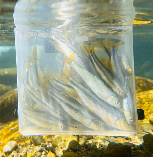 カワムツの釣果