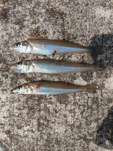 キスの釣果