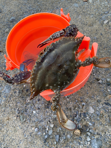 カニの釣果