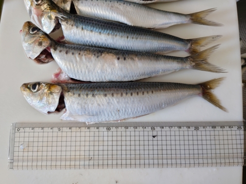 イワシの釣果