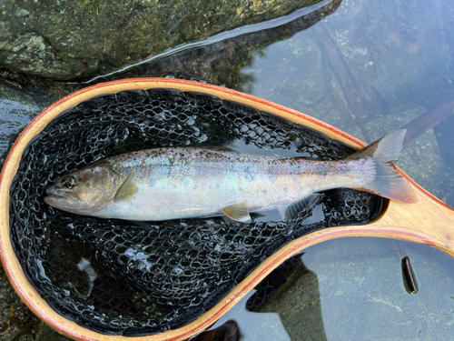 ヤマメの釣果