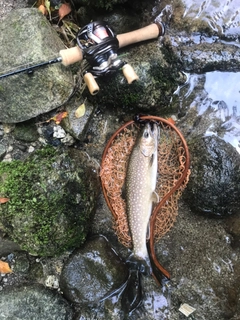 イワナの釣果