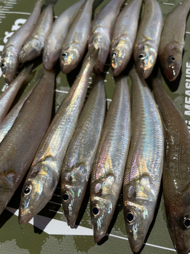 シロギスの釣果