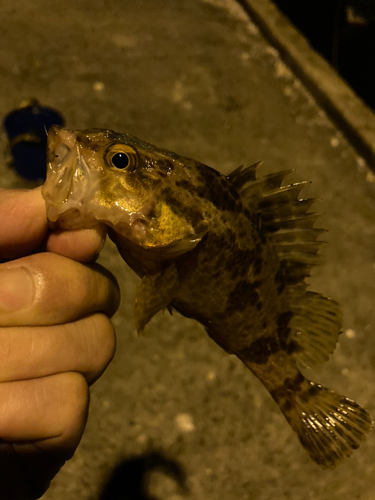 タケノコメバルの釣果