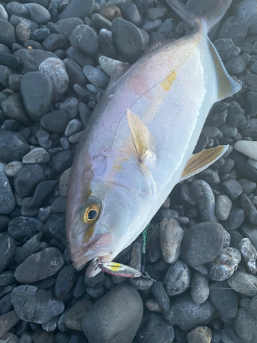 ショゴの釣果