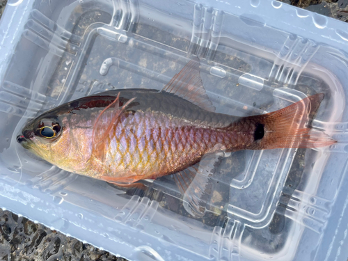 クロホシイシモチの釣果