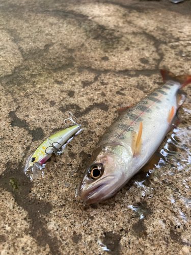 ヤマメの釣果